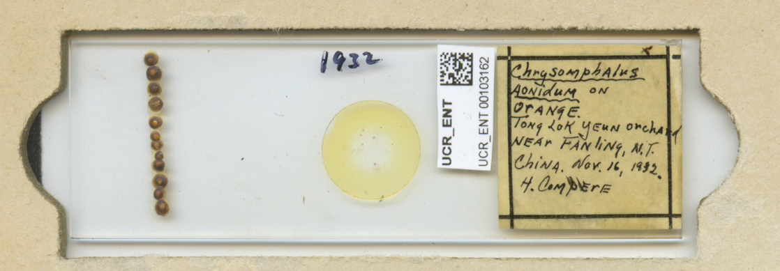 Chrysomphalus aonidum thumbnail